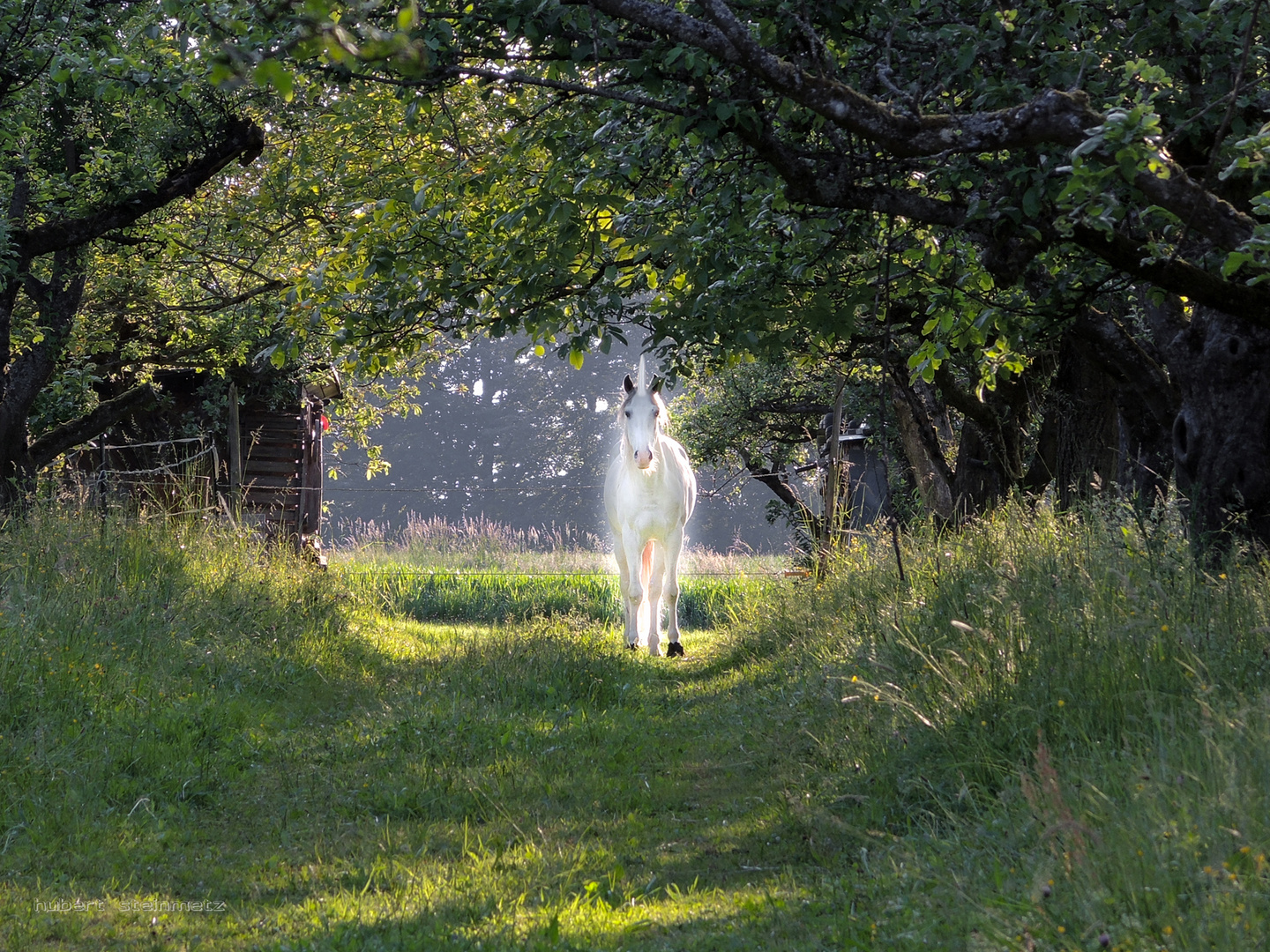 Das letzte Einhorn