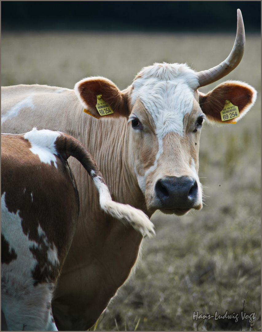 Das letzte Einhorn