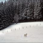 das letzte Einhorn