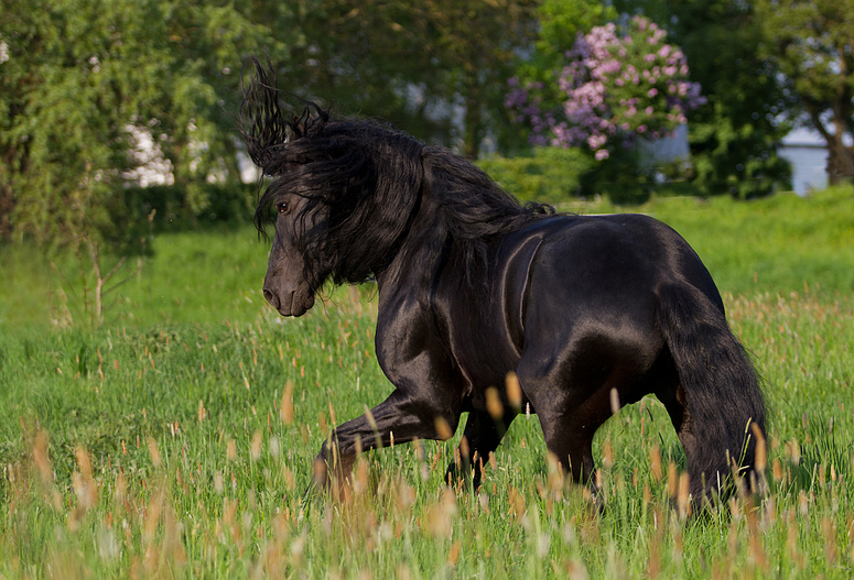 das letzte Einhorn?