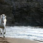 Das letzte Einhorn...