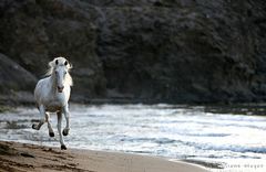 Das letzte Einhorn...