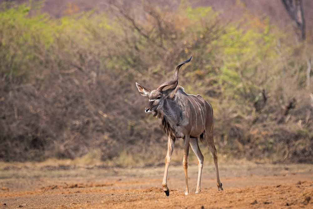 Das letzte Einhorn....? Foto & Bild africa, southern africa, namibia Bilder auf