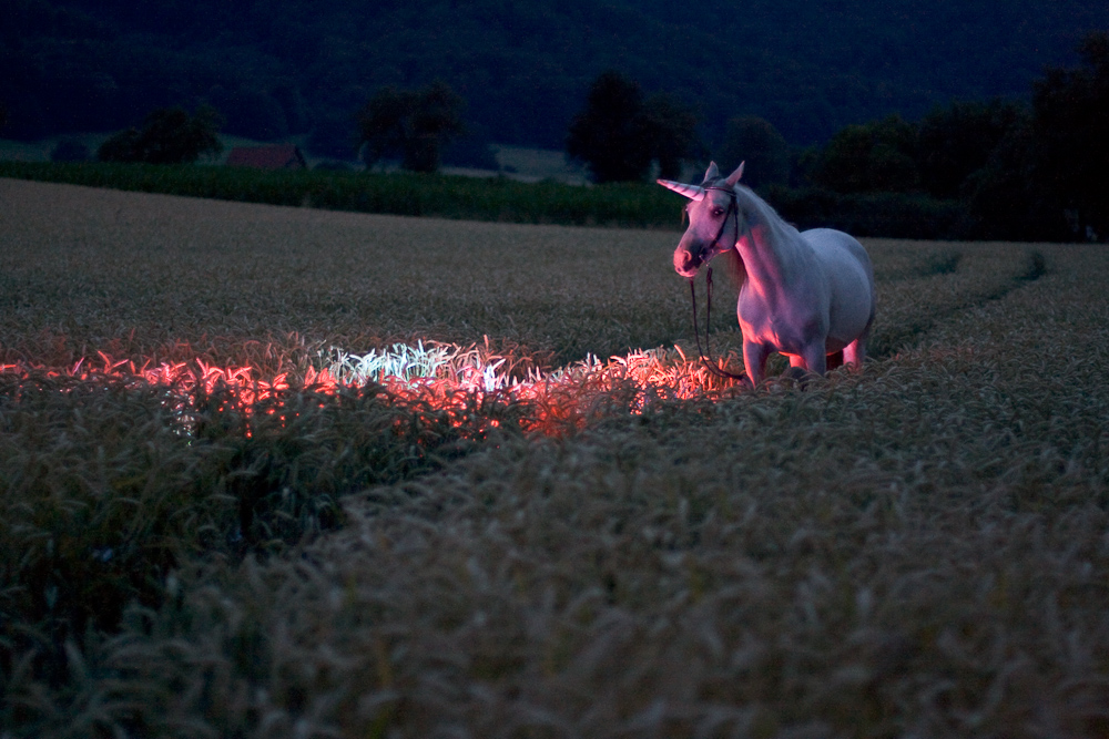 Das letzte Einhorn Foto & Bild tiere, wildlife, wildlife sonstige tiere Bilder auf