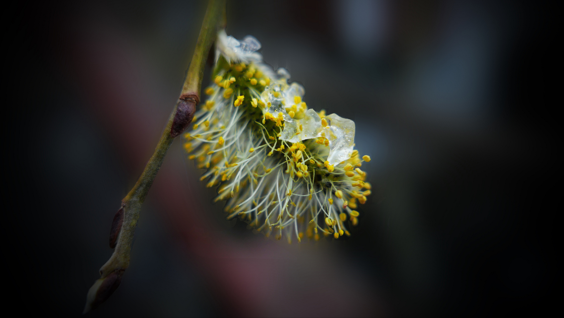 Das letzte Eis im Frühling