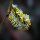 Das letzte Eis im Frühling