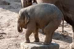 Das letzte Elefantenbaby im Kölner Zoo, Rajendra, ...