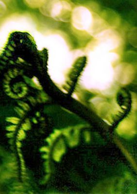 das letzte farnbild - jetzt besser, ute?