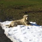 Das letzte Fleckchen Schnee