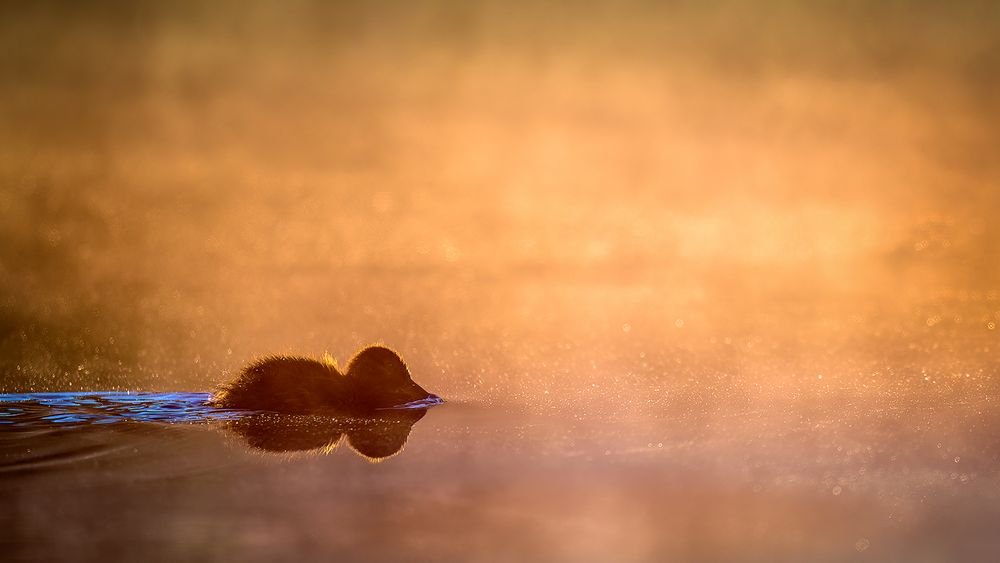 Das letzte Foto vom Krickenten-Küken