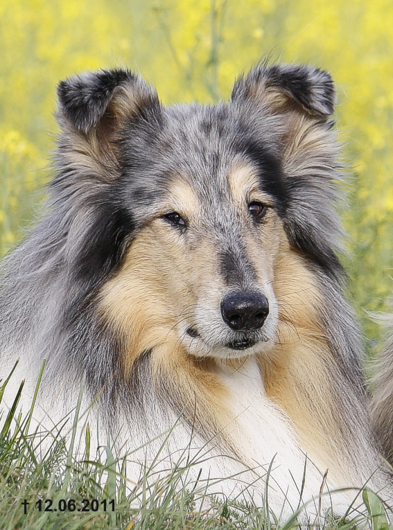 Das letzte Foto von unserem lieben Merlin