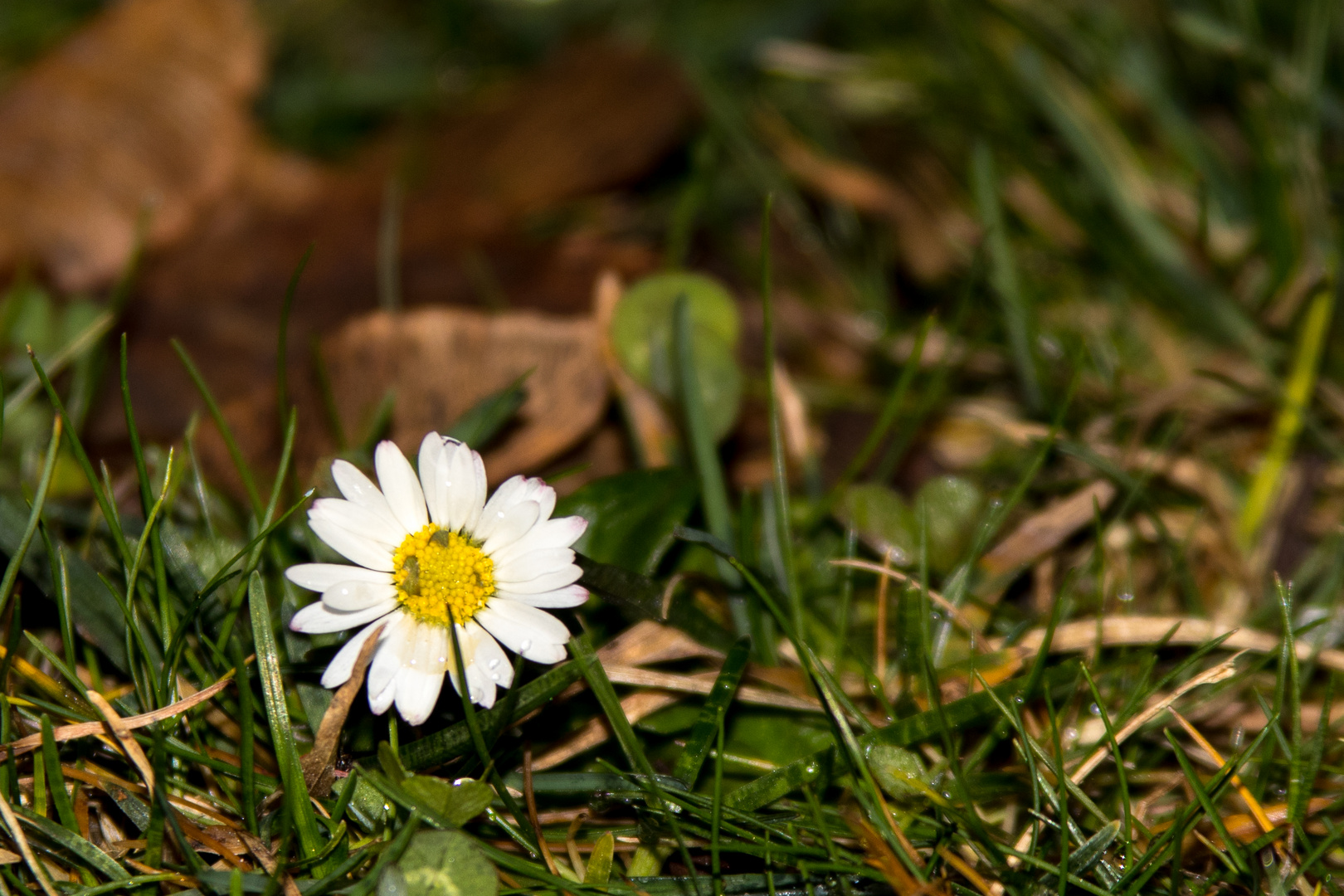 Das letzte Gänseblümchen