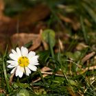 Das letzte Gänseblümchen