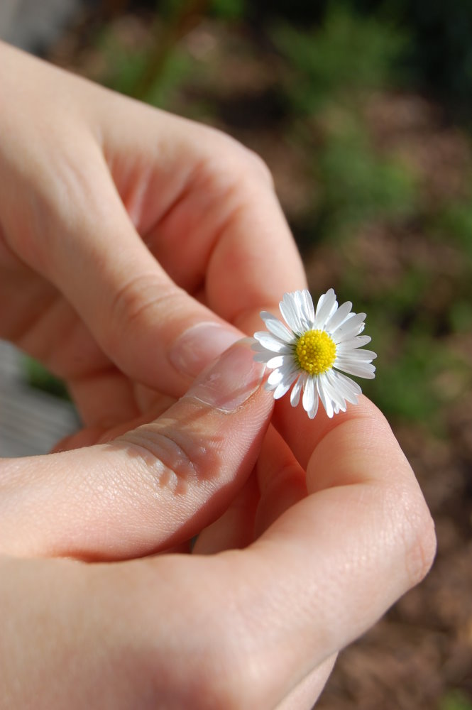 das letzte Gänseblümchen