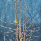 Das letzte Ginkgo-Blatt 2019