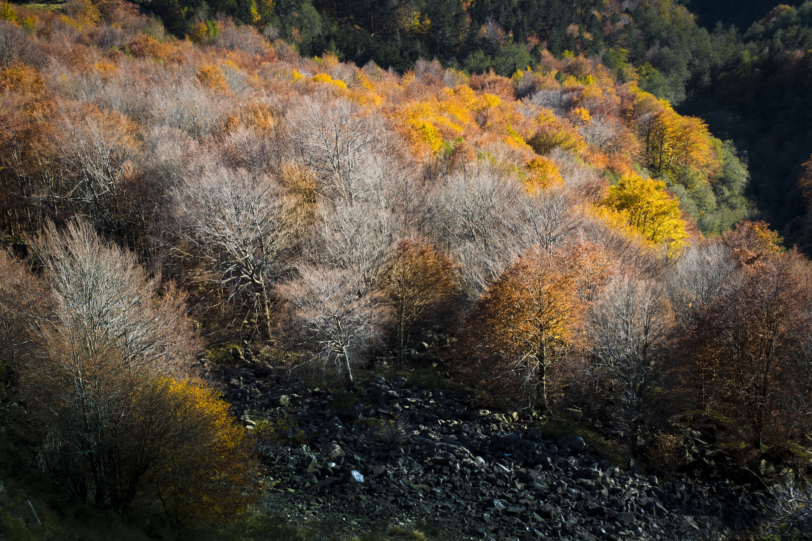 Das letzte Gold des Herbst