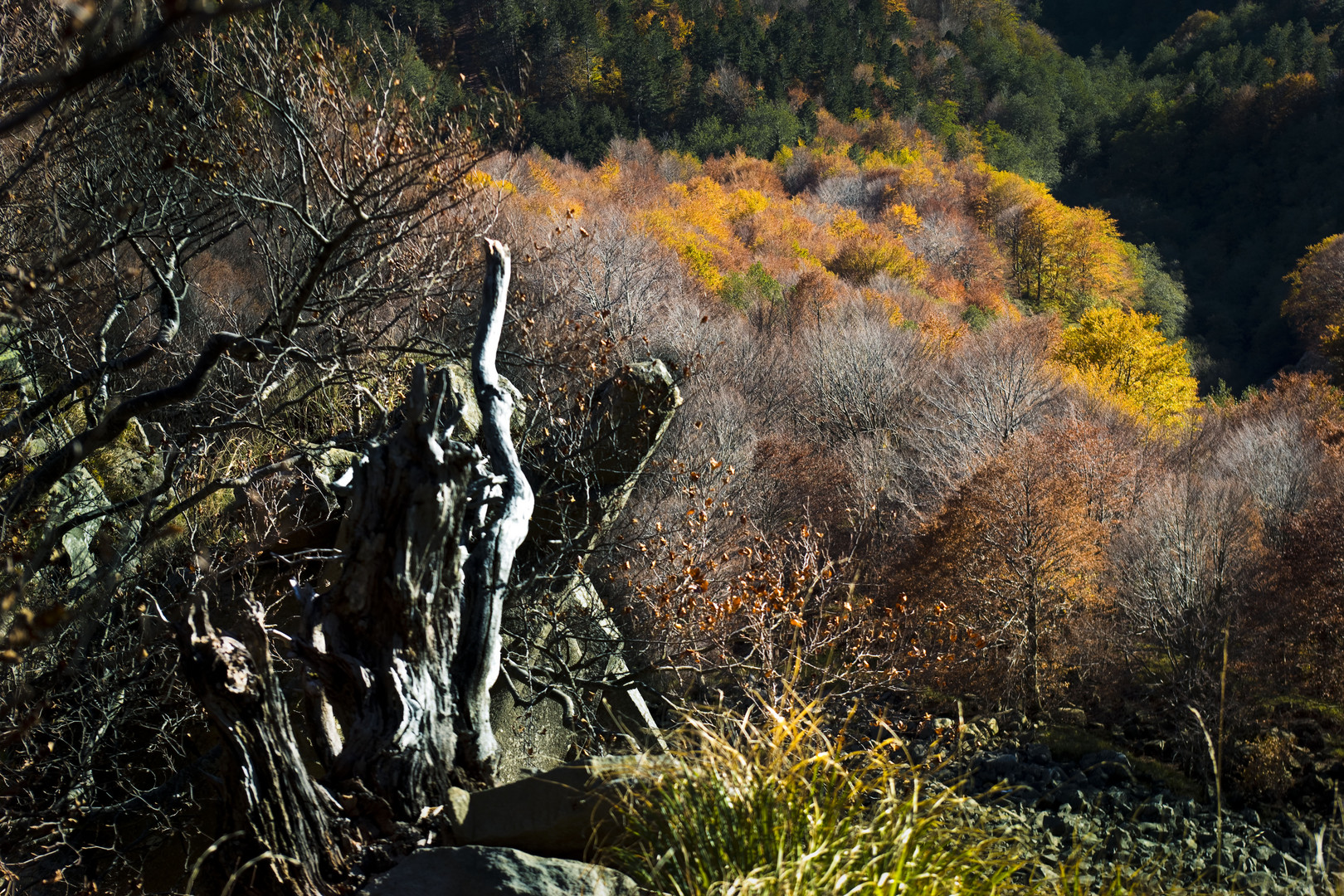 Das letzte Gold des Herbstes