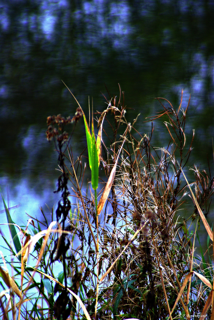 Das letzte Grün am See