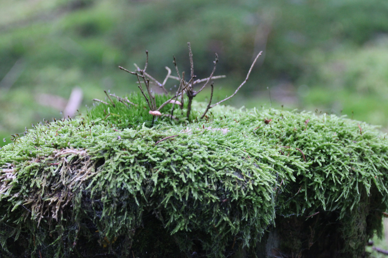 Das letzte Grün im Wald