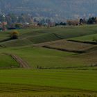 Das letzte Grün in seiner ganzen Kraft