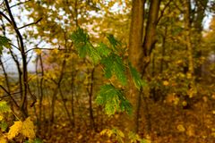 Das letzte Grüne der Natur