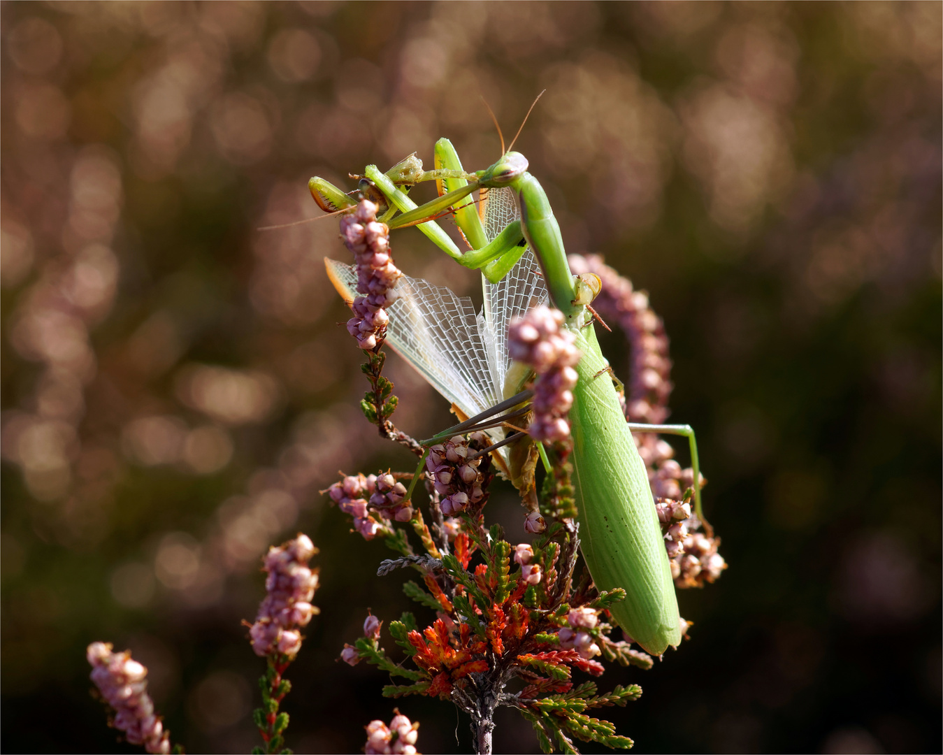 Das letzte Hemd....  - Mantis religiosa - beim Fressen.