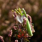 Das letzte Hemd....  - Mantis religiosa - beim Fressen.