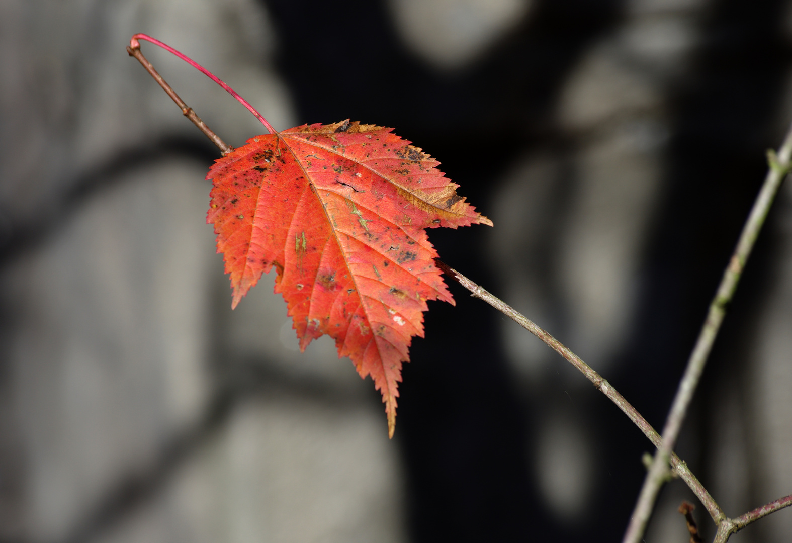 das letzte Herbst Blatt