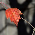 das letzte Herbst Blatt