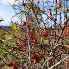 das letzte herbstbild...