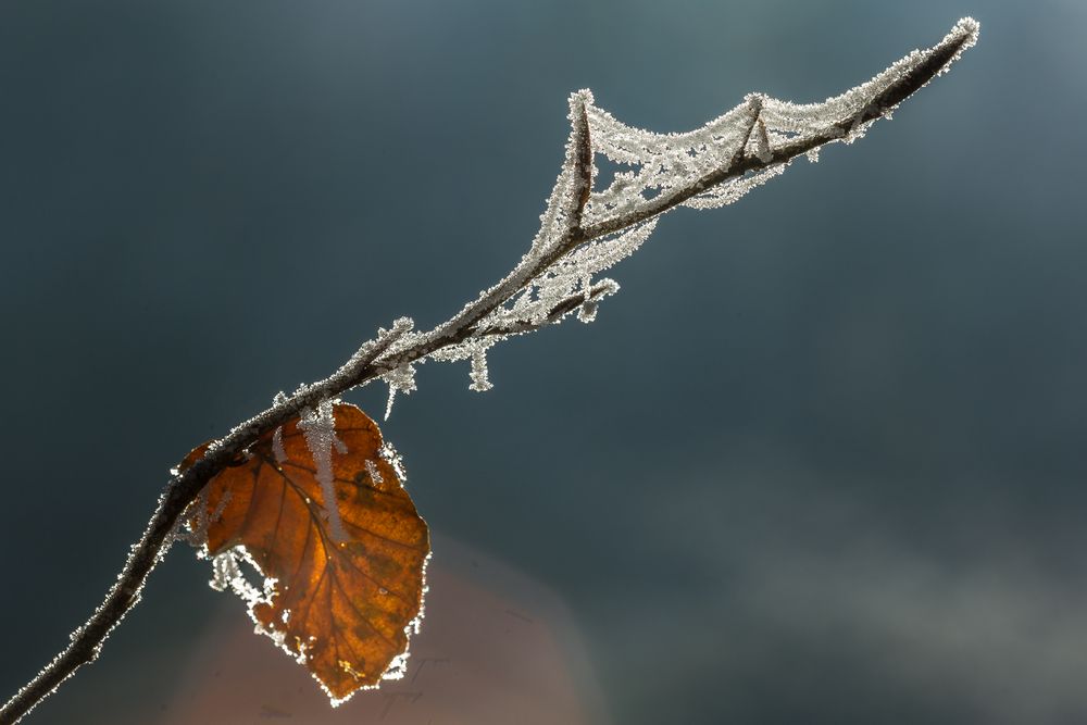 Das letzte Herbstblatt