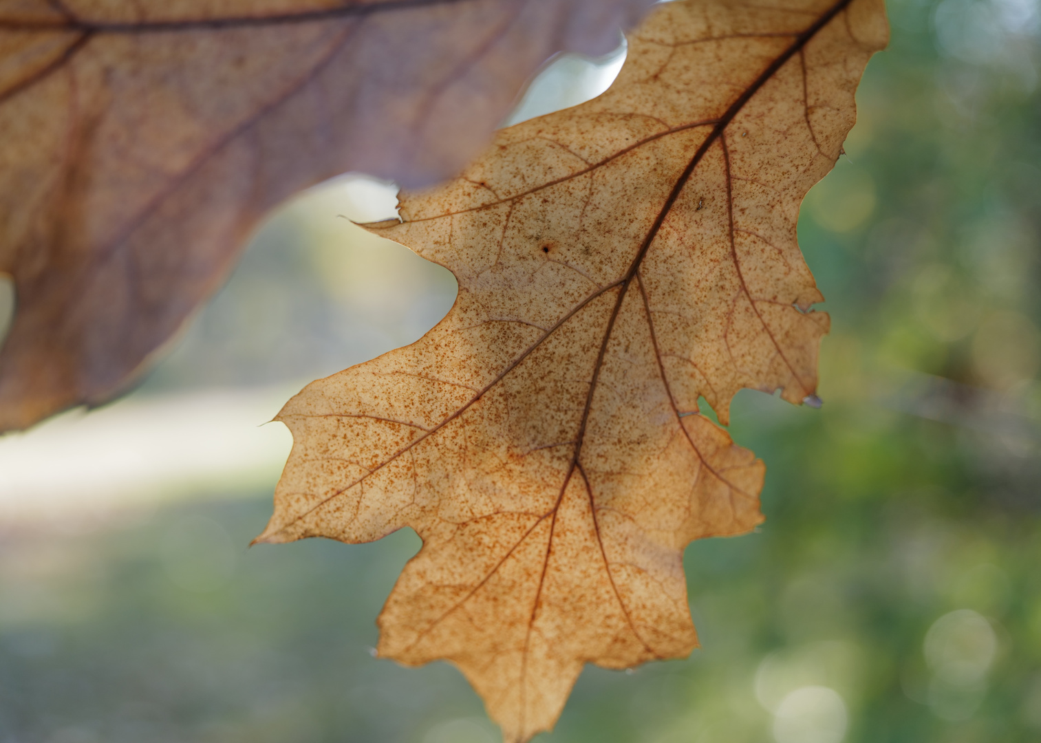 Das letzte Herbstblatt / The last autumn leave