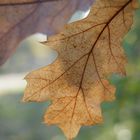 Das letzte Herbstblatt / The last autumn leave