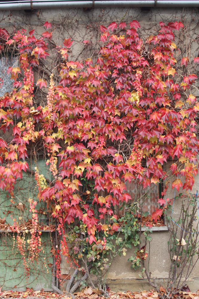 das letzte Herbstlaub am Weinstock