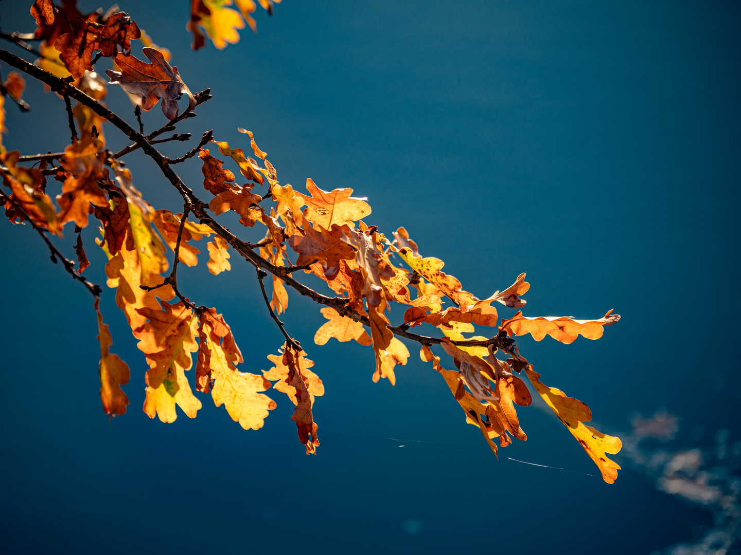 Das letzte Herbstlaub im Sonnenlicht