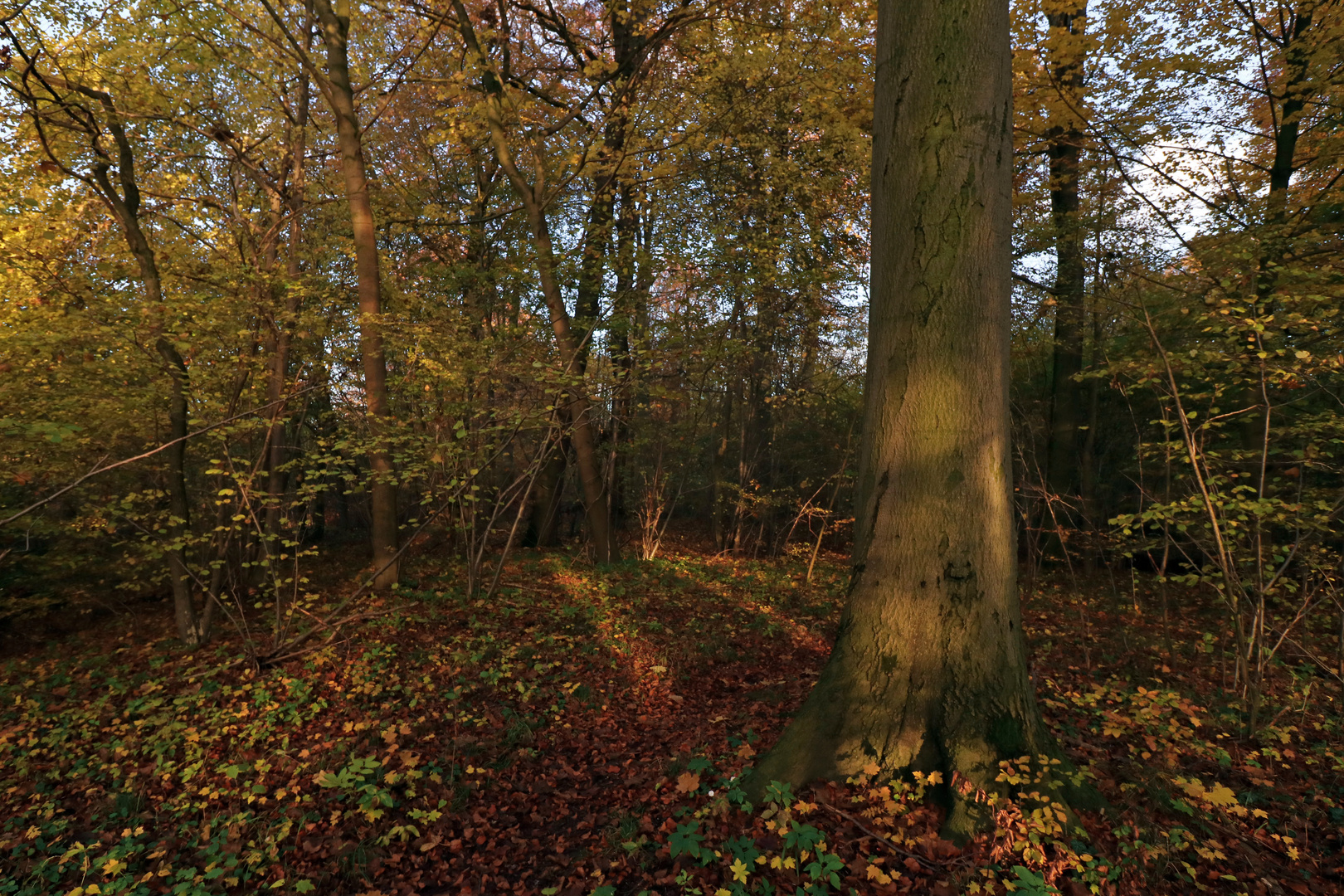 Das letzte Herbstlicht