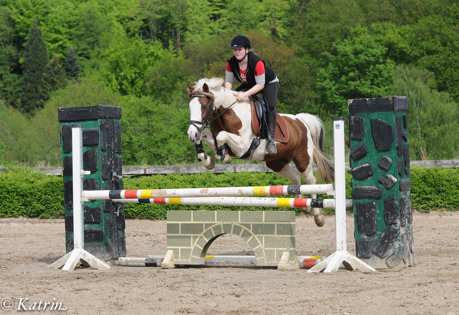 Das letzte Hindernis Foto & Bild tiere, haustiere, pferde, esel
