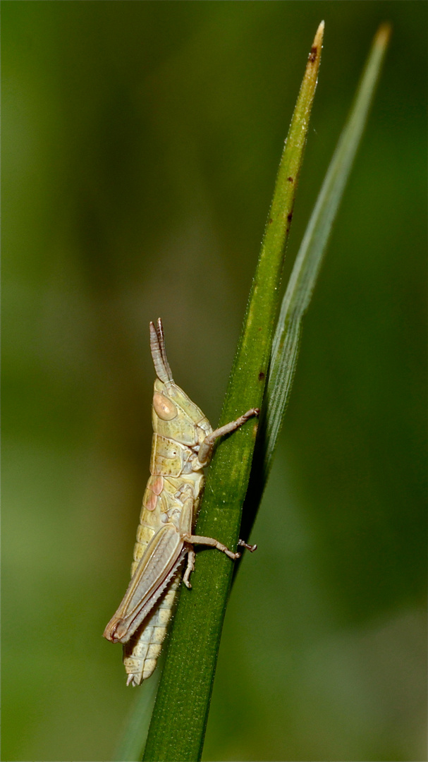 Das letzte Larvenstadium der männlichen Kleinen Goldschrecke (Chrysochraon brachyptera)