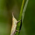 Das letzte Larvenstadium der männlichen Kleinen Goldschrecke (Chrysochraon brachyptera)