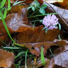 Das letzte Leuchten im Herbst