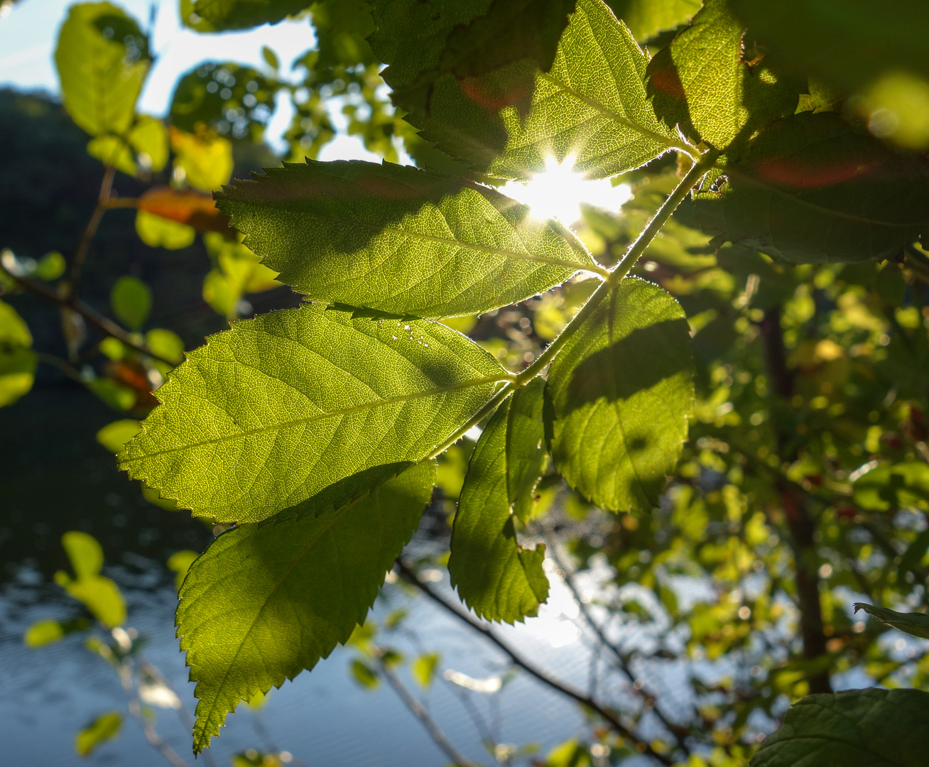 Das letzte Licht