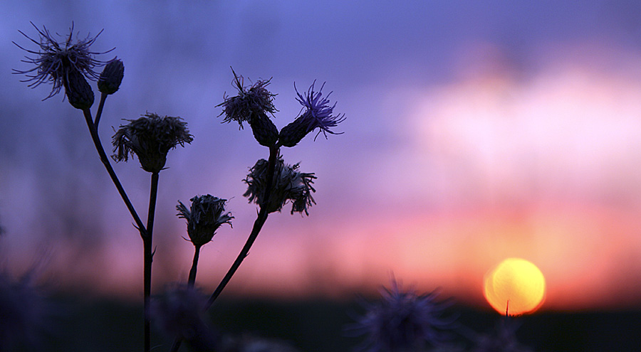 das letzte licht des tages