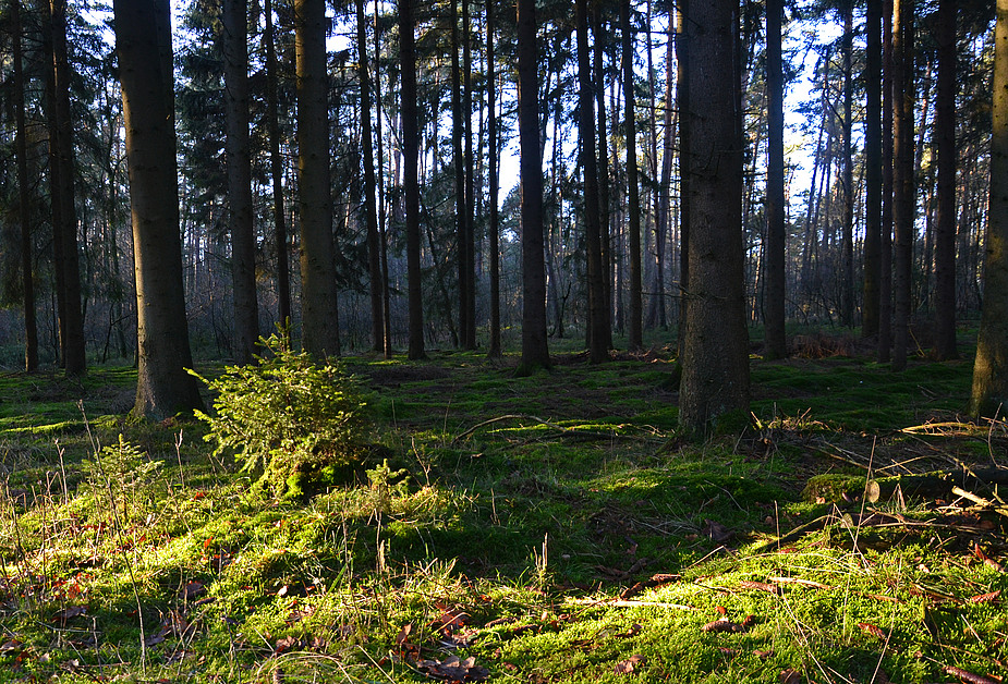 Das letzte Licht des Tages