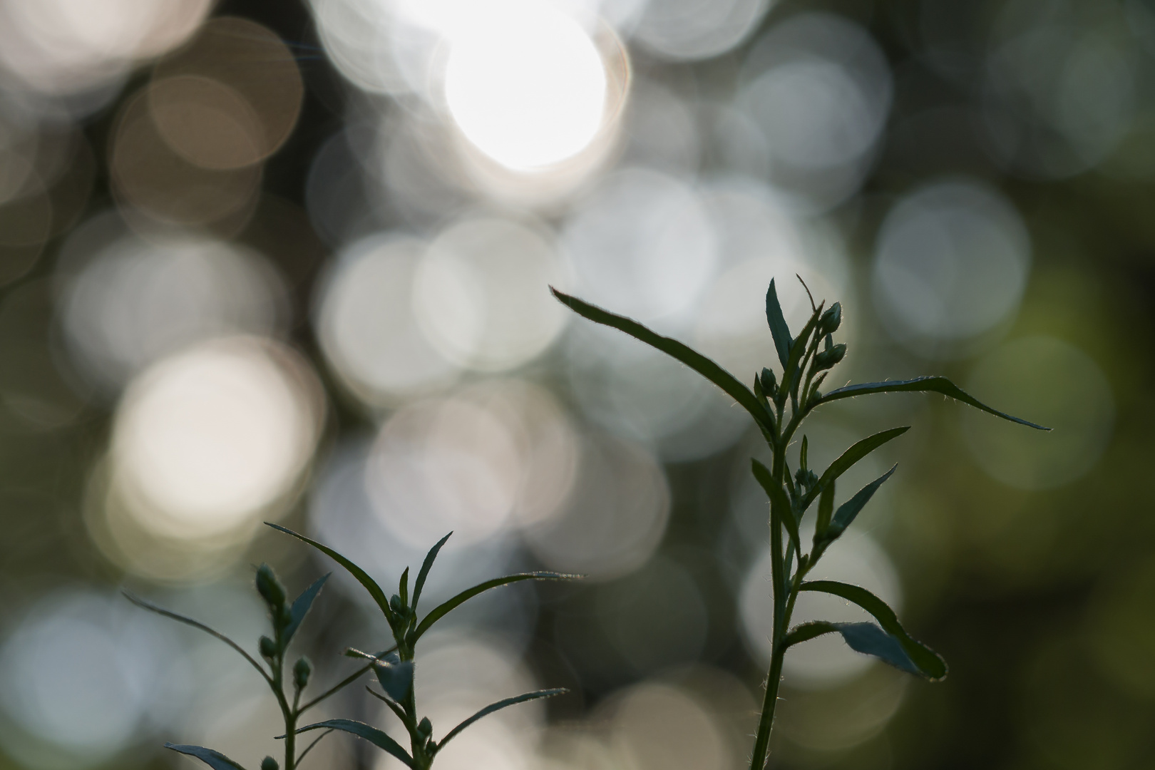 Das letzte Licht erhascht