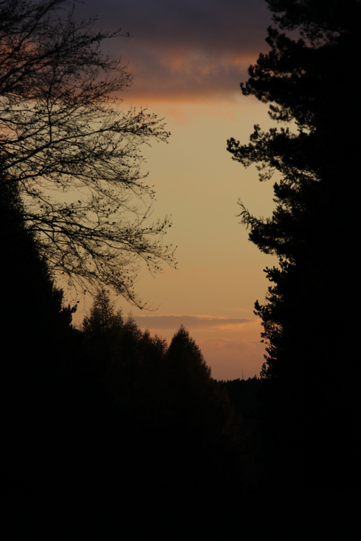 Das letzte Licht im Wald