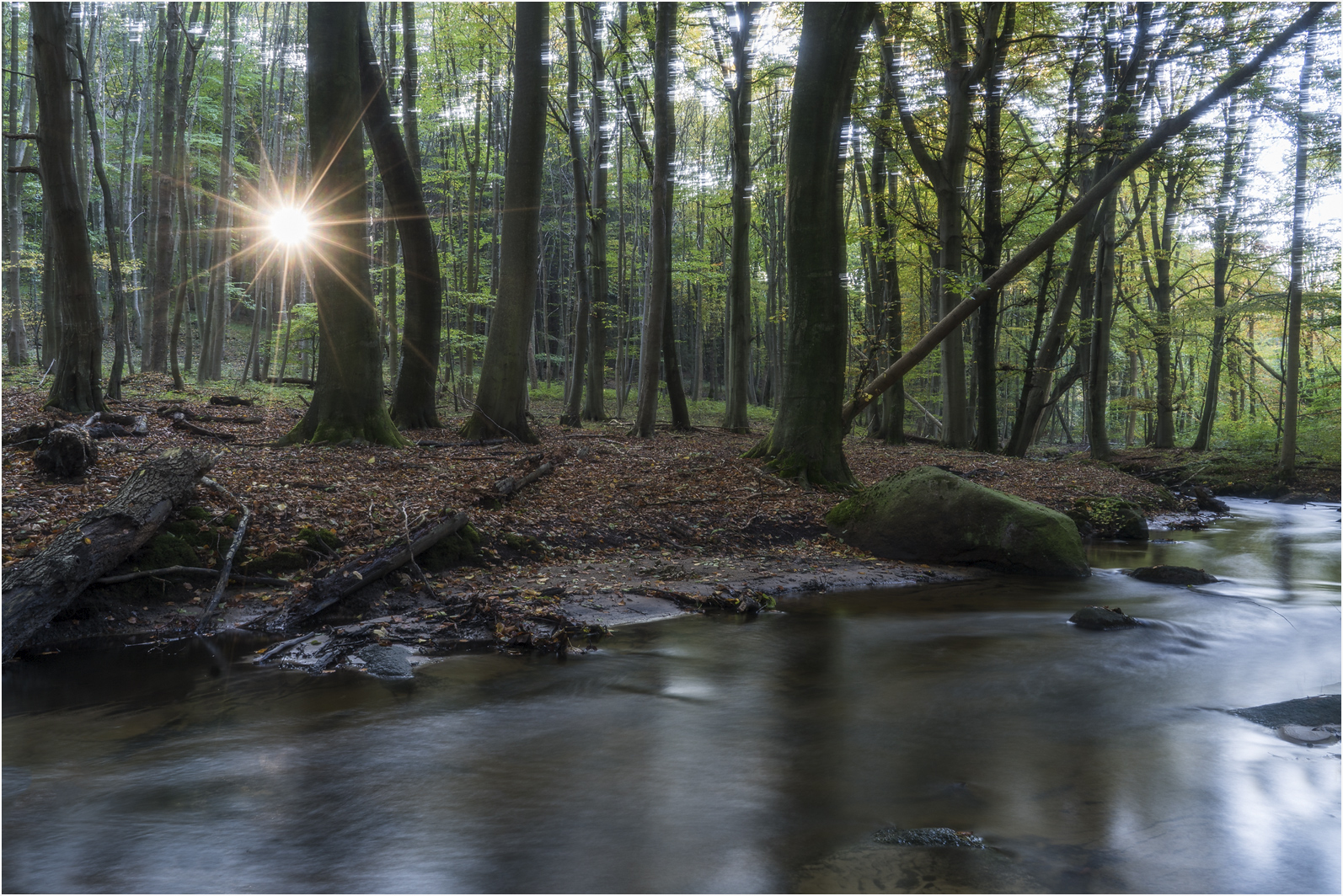 Das letzte Licht im Wald..