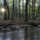 Das letzte Licht im Wald..