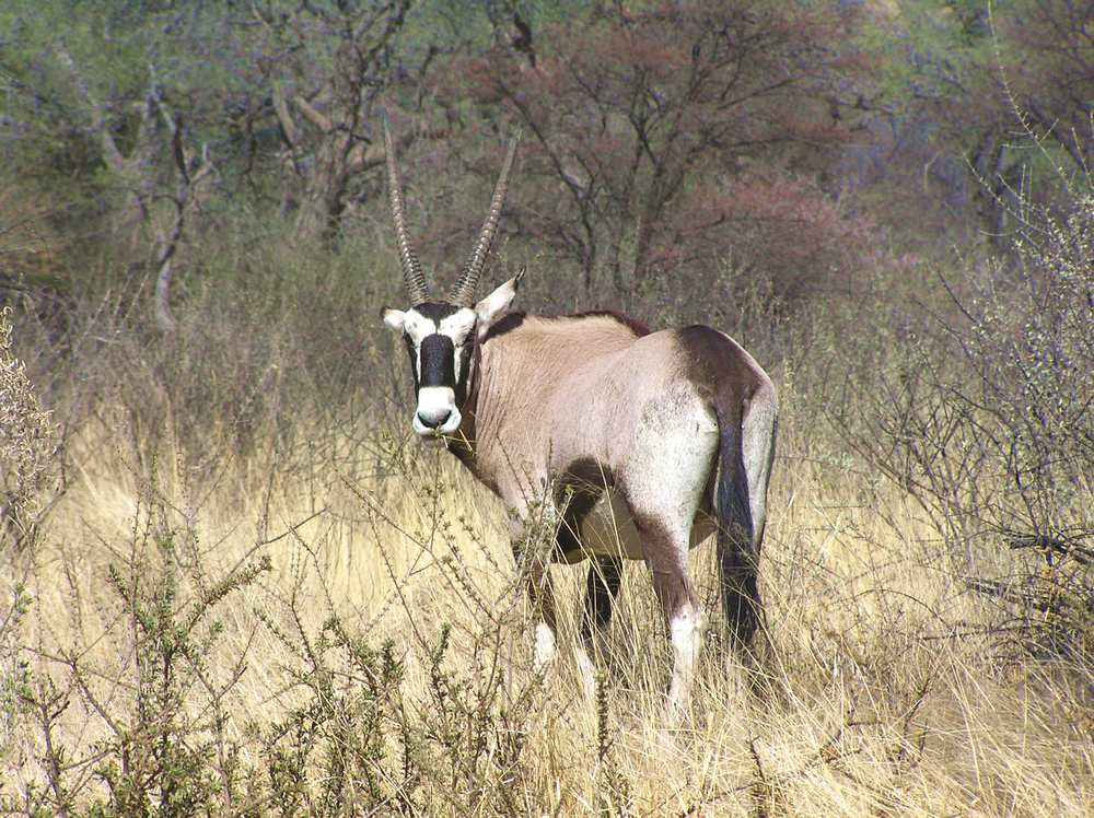 Das letzte Oryx