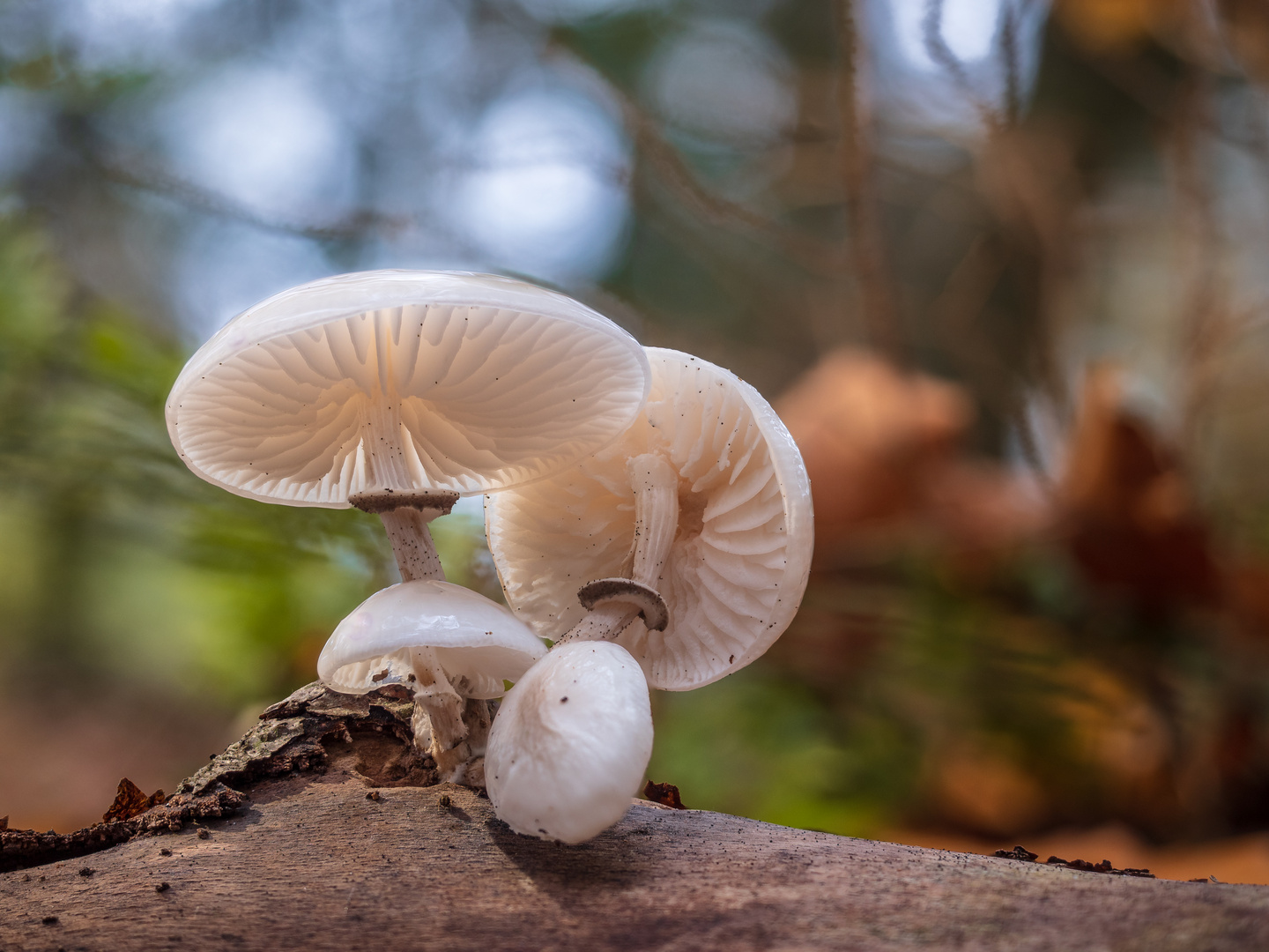 Das letzte pilzen im November