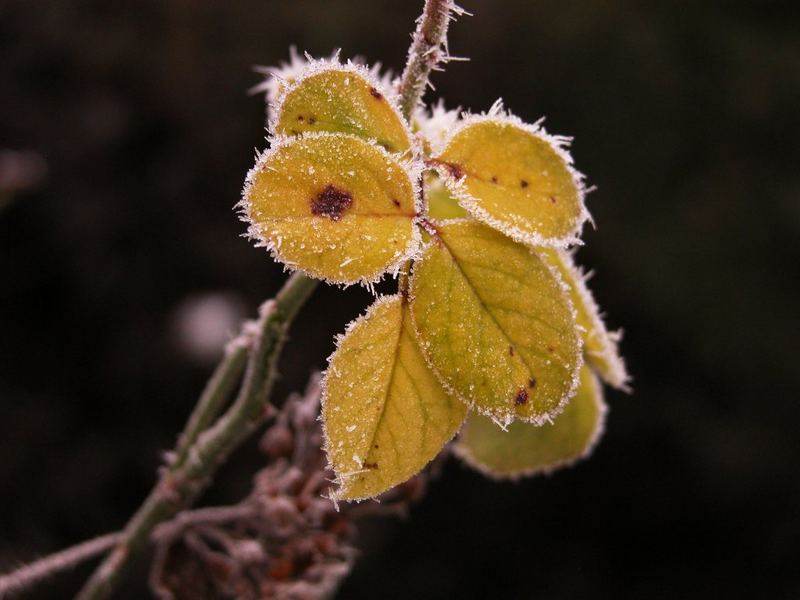 Das letzte Rosenblatt